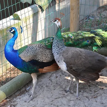 Летний дом The Camp