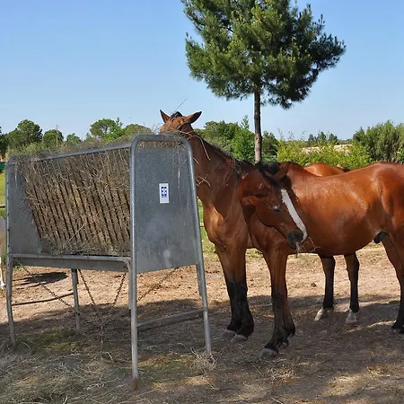 Lantställe The Camp Montijo